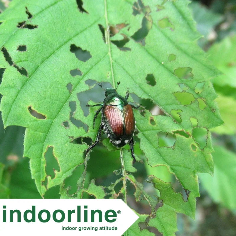 Scarabeo giapponese mangia foglie