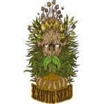 EXOTIC SEED - GREEN GUMMY FEM | 5 SEEDS