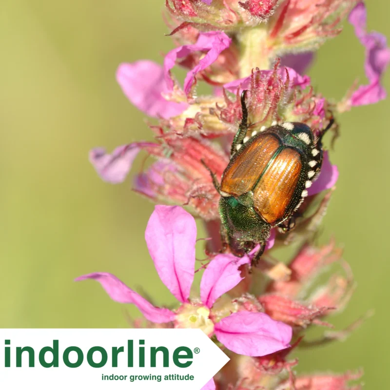 per Scarabeo giapponese