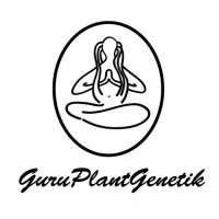 GURU PLANT GENETIK - CHANTY FEM