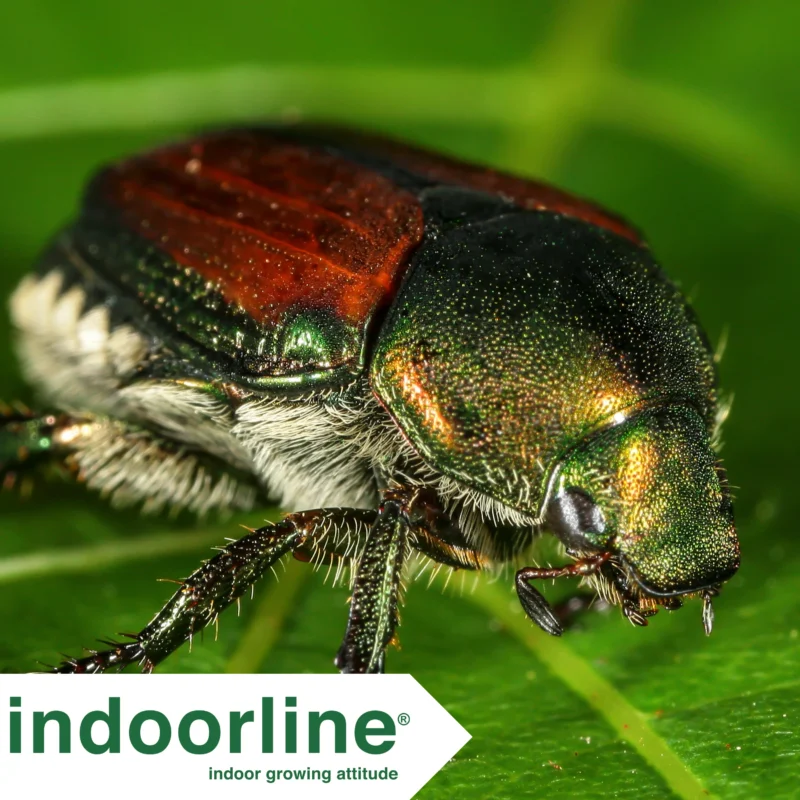 Scarabeo giapponese mangia foglie 2