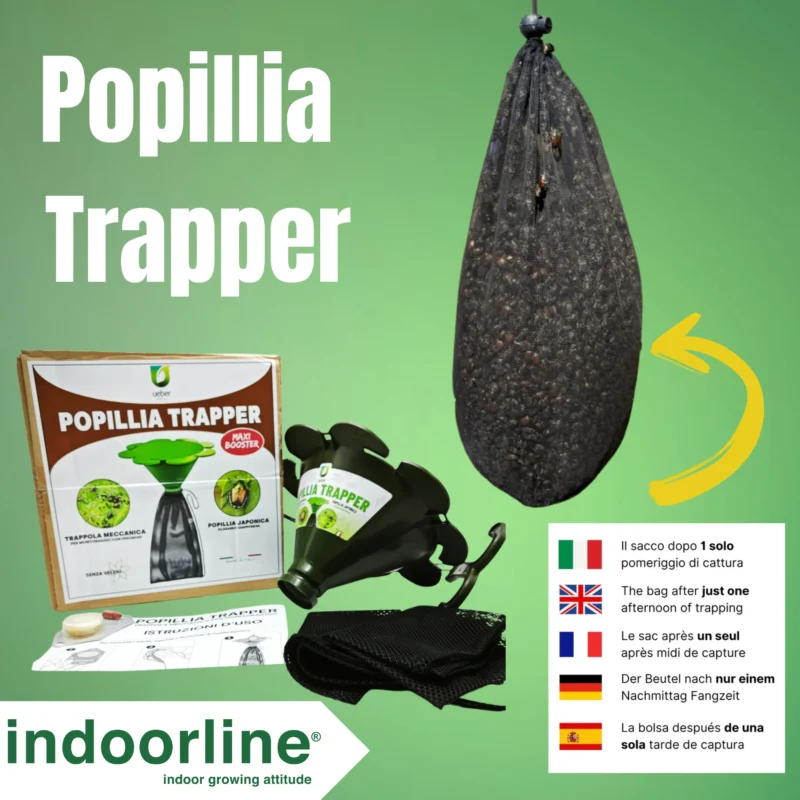 trappola per Scarabeo giapponese