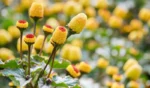 TRIPPER FAMILY FARM | FIORI CONTENENTI SEMI DI ACMELLA SELEZIONATI | 100gr - immagine 2