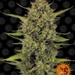 BARNEY'S FARM - ACAPULCO GOLD FEM