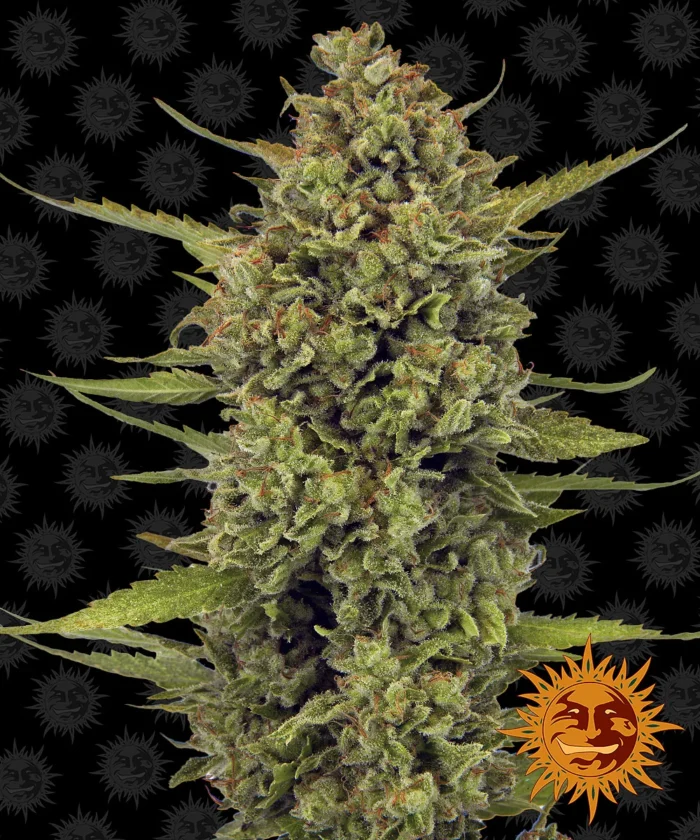 BARNEY'S FARM - ACAPULCO GOLD FEM - immagine 1