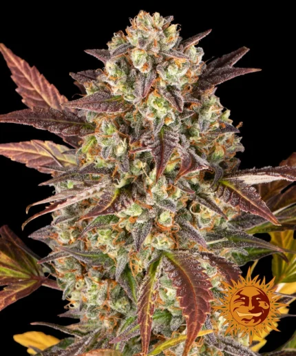 BARNEY'S FARM - AMNESIA HAZE AUTO FEM