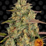 BARNEY'S FARM - AMNESIA LEMON FEM