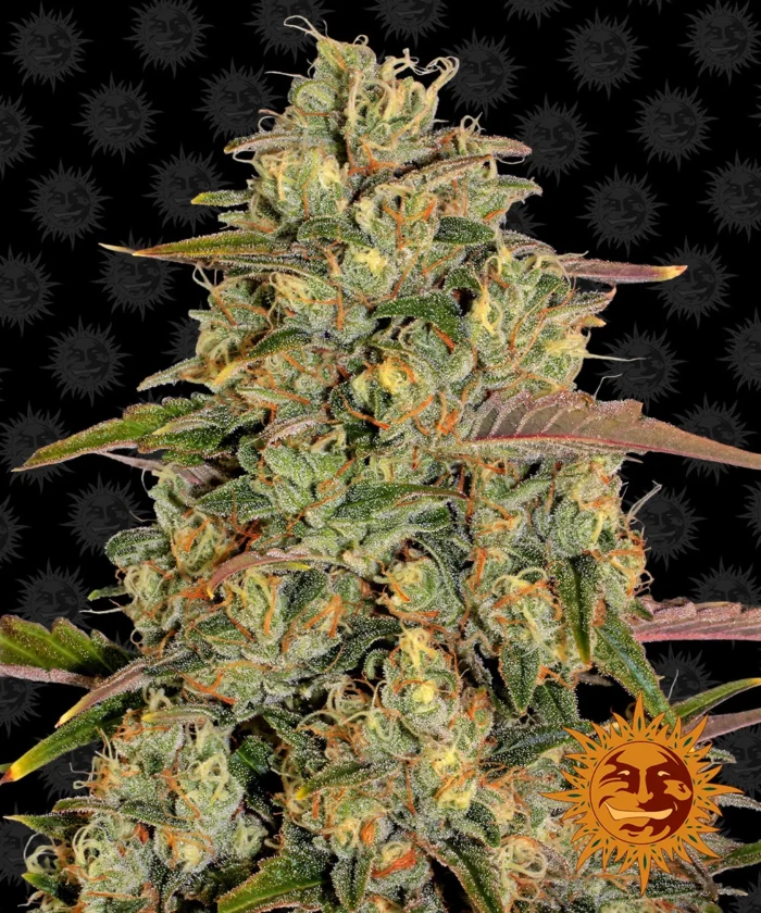 BARNEY'S FARM - AMNESIA LEMON FEM – Image 1