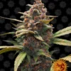 BARNEY'S FARM - AYAHUASCA PURPLE FEM