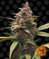 BARNEY'S FARM - AYAHUASCA PURPLE FEM