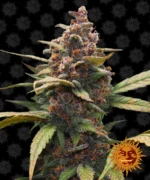 BARNEY'S FARM - AYAHUASCA PURPLE FEM