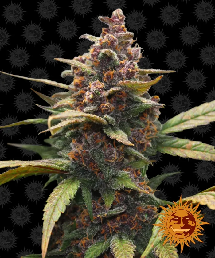BARNEY'S FARM - AYAHUASCA PURPLE FEM - immagine 1