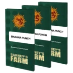 BARNEY'S FARM - BANANA PUNCH FEM Disponible hasta fin de existencias - Imagen 2