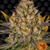 BARNEY'S FARM - BANANA PUNCH FEM Disponibili fino a fine scorte