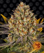 BARNEY'S FARM - BANANA PUNCH FEM Disponible hasta fin de existencias