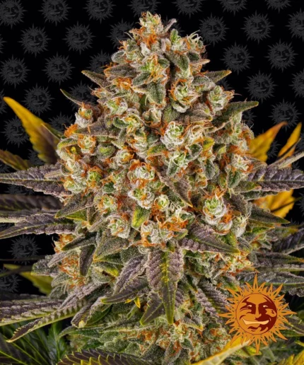 BARNEY'S FARM - BANANA PUNCH FEM Disponible hasta fin de existencias