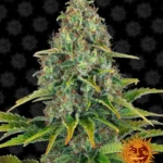 BARNEY'S FARM - BLUE CHEESE AUTO FEM Disponibili fino a fine scorte