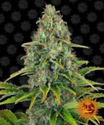 BARNEY'S FARM - BLUE CHEESE AUTO FEM Disponibili fino a fine scorte