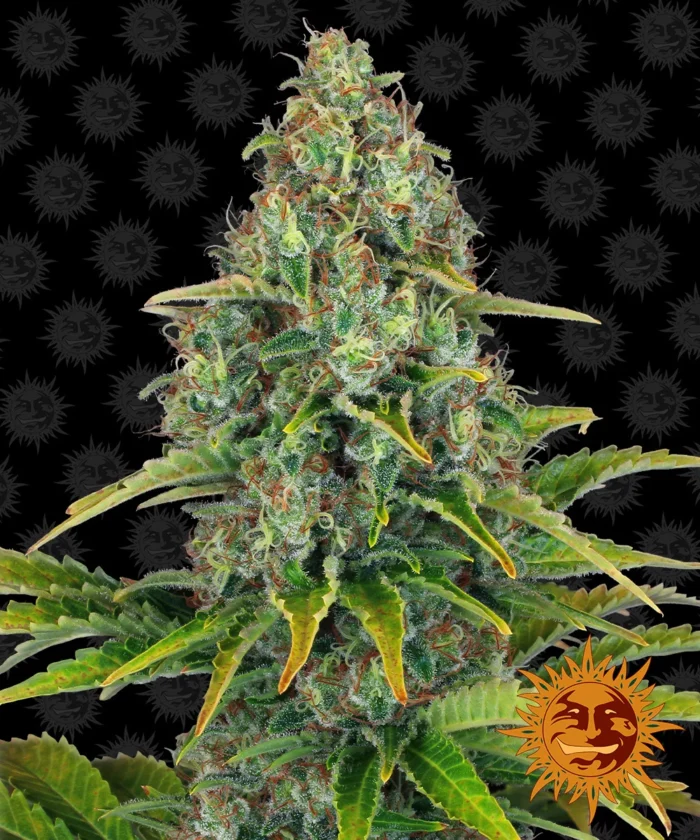 BARNEY'S FARM - BLUE CHEESE AUTO FEM Disponibili fino a fine scorte - immagine 1