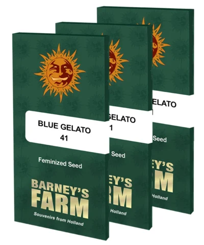 BARNEY'S FARM - BLUE GELATO 41 FEM – Bild 2