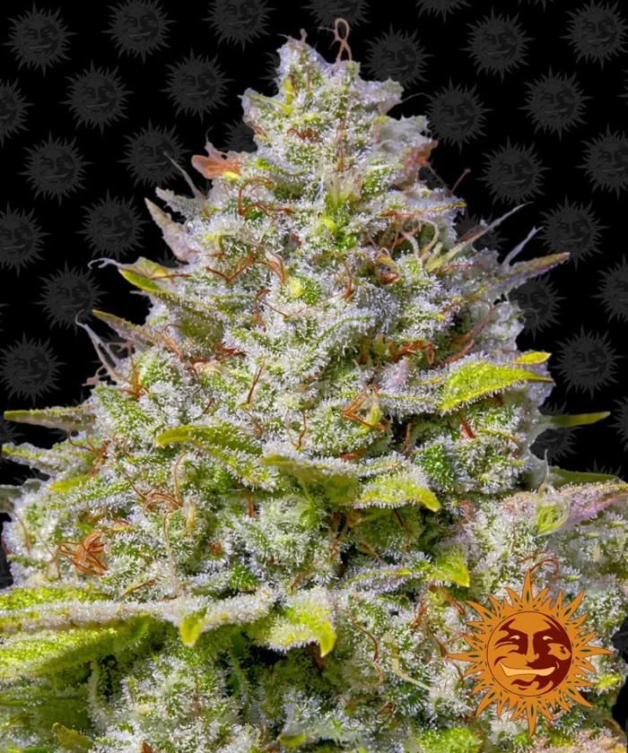BARNEY'S FARM - BLUE ICE CREAM 41 FEM – Image 1