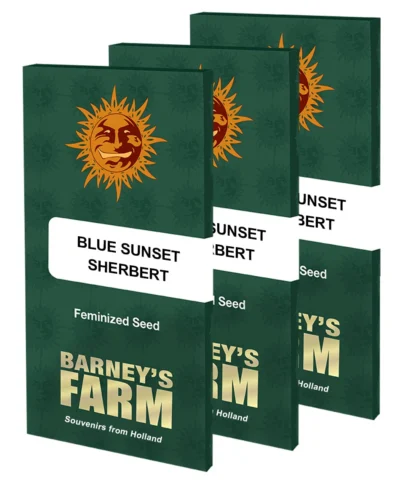 BARNEY'S FARM - SORBETE DE ATARDECER AZUL FEM - Imagen 2