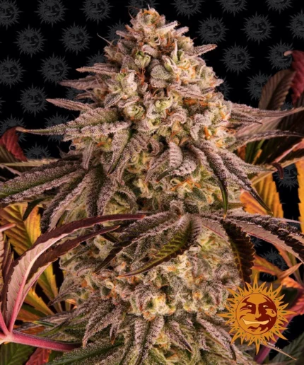 BARNEY'S FARM - SORBETE DE ATARDECER AZUL FEM