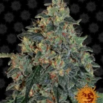 BARNEY'S FARM - BLUEBERRY OG FEM Disponibili fino a fine scorte