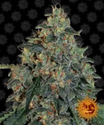 BARNEY'S FARM - BLUEBERRY OG FEM Disponibili fino a fine scorte