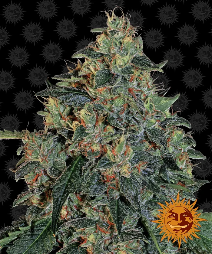 BARNEY'S FARM - BLUEBERRY OG FEM Disponibili fino a fine scorte - immagine 1