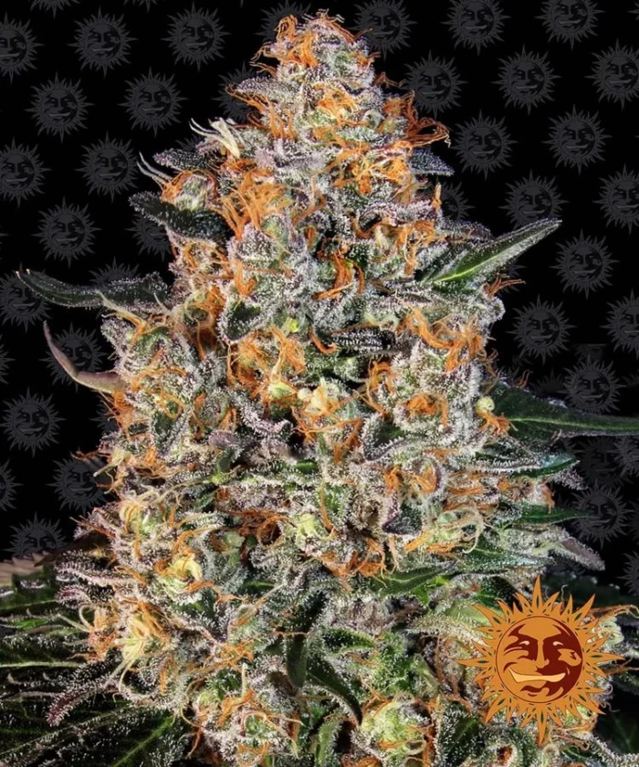 BARNEY'S FARM - BUBBA KUSH FEM - Image 1