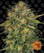 BARNEY'S FARM - CHEESE FEM Available while stocks last