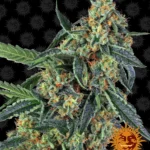 BARNEY'S FARM - COOKIES KUSH FEM Verfügbar solange der Vorrat reicht