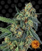 BARNEY'S FARM - COOKIES KUSH FEM Disponibili fino a fine scorte