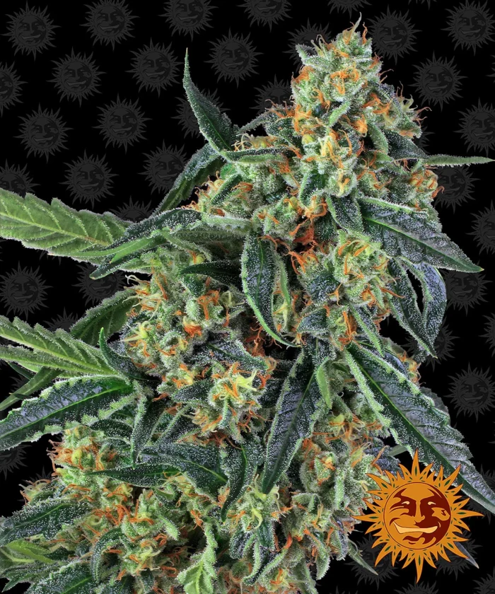 BARNEY'S FARM - COOKIES KUSH FEM Disponibili fino a fine scorte - immagine 1