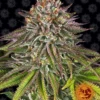 BARNEY'S FARM - CRITICAL KUSH FEM