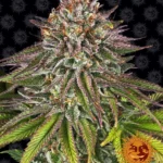 BARNEY'S FARM - CRITICAL KUSH FEM