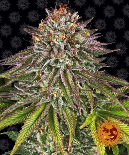 BARNEY'S FARM - CRITICAL KUSH FEM