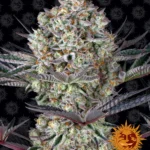BARNEY'S FARM - DOS SI DOS 33 FEM