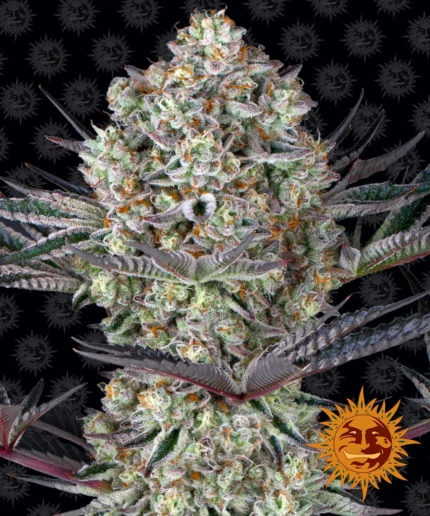 BARNEY'S FARM - DOS SI DOS 33 FEM