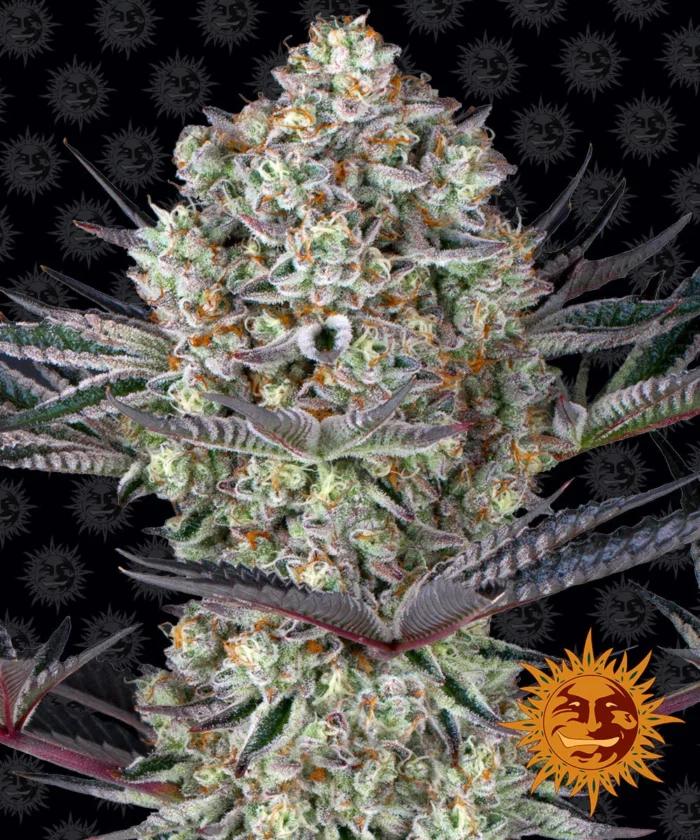 BARNEY'S FARM - DOS SI DOS 33 FEM – Image 1