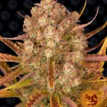 BARNEY'S FARM - DOS SI DOS AUTO FEM