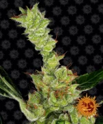 BARNEY'S FARM - DR. GRINSPOON FEM