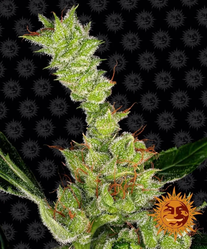BARNEY'S FARM - DR. GRINSPOON FEM - immagine 1