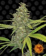 BARNEY'S FARM - G13 HAZE FEM Disponibili fino a fine scorte