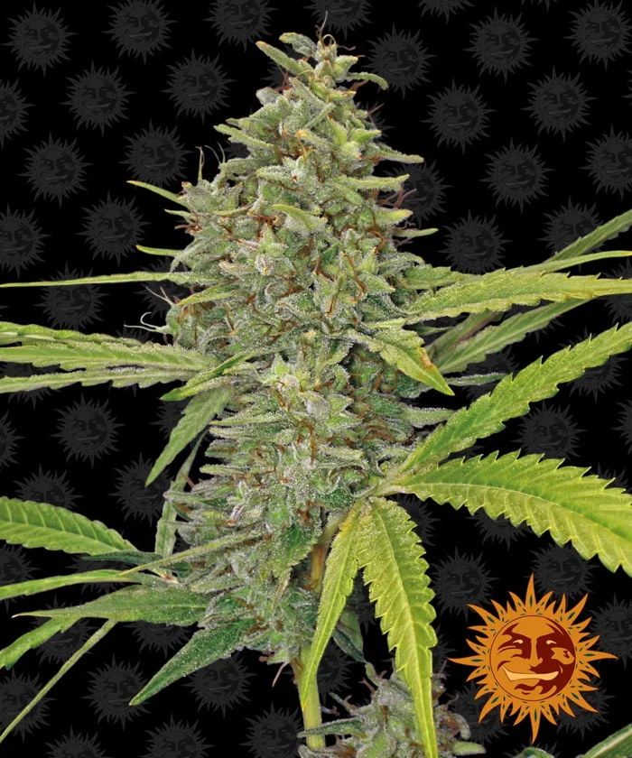 BARNEY'S FARM - G13 HAZE FEM Disponibili fino a fine scorte - immagine 1