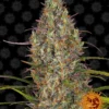 BARNEY'S FARM - GLUE GELATO AUTO FEM
