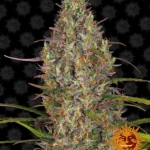 BARNEY'S FARM - GLUE GELATO AUTO FEM