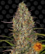 BARNEY'S FARM - GLUE GELATO AUTO FEM Disponibili fino a fine scorte