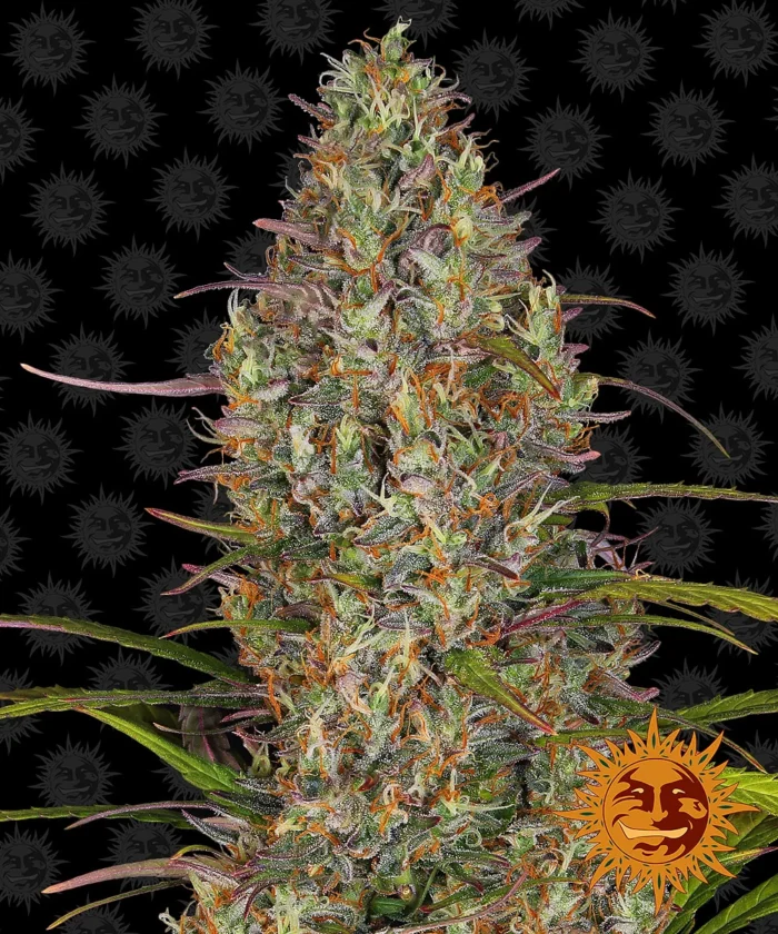 BARNEY'S FARM - GLUE GELATO AUTO FEM Disponibili fino a fine scorte - immagine 1